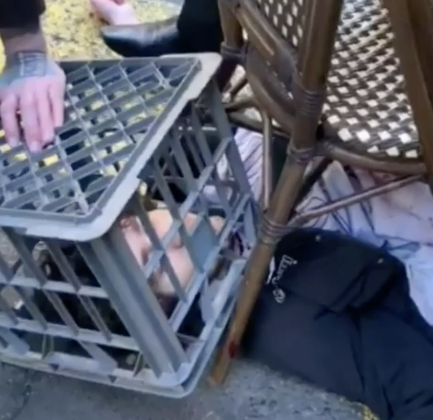 A Sydney bystander puts a milk crate over Mert Ney's head to stop his stabbing attack.