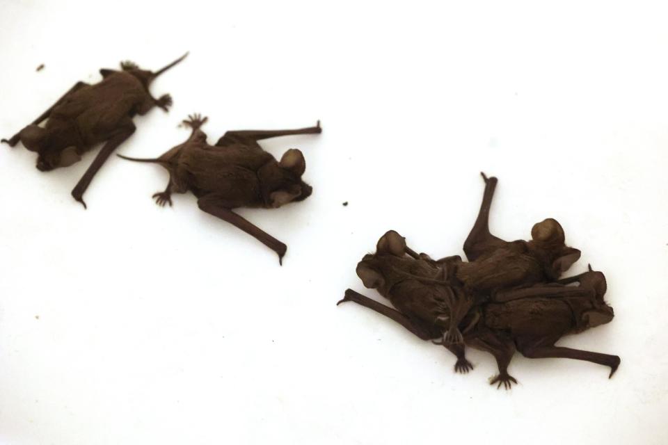 Brazilian free-tailed bats cluster together in the shower at the Grant's W 51st Street home.