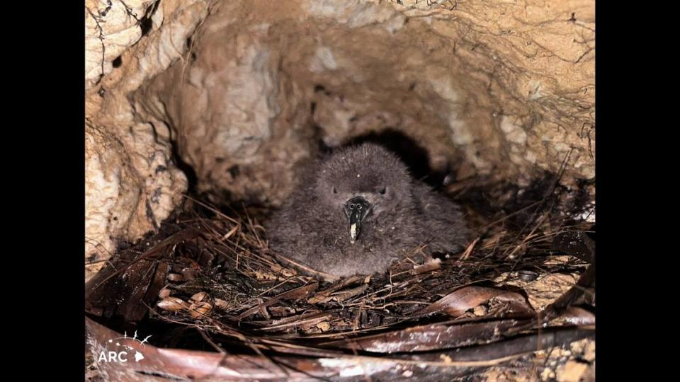 Researchers found a Tahiti petrel chick inside a burrow.