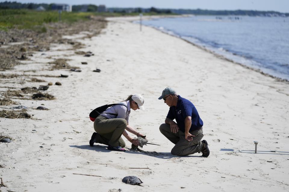 Lawrence Niles, an independent wildlife biologist with the Wildlife Restoration Partnerships, right, and Susan Linder horseshoe crab egg density team leader with the Horseshoe Crab Recovery Coalition examine a crab at Reeds Beach in Cape May Court House, N.J., Tuesday, June 13, 2023. The biomedical industry is adopting new standards to protect the sea animal that is a linchpin of the production of vital medicines. (AP Photo/Matt Rourke)