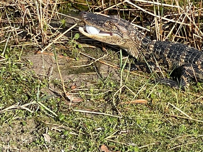 An alligator with Marc Goldstein's golf ball in its mouth at Pelican Sound Golf & River Club in Estero on Tuesday, Feb. 16, 2021.