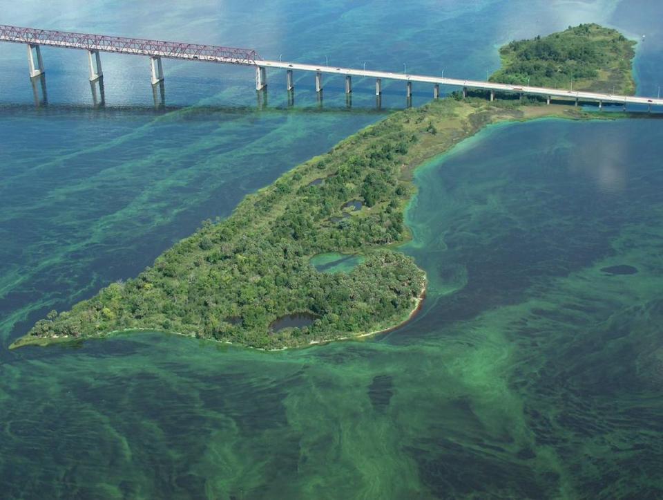 Una proliferación de algas en 2005 rodea Exchange Island, en Jacksonville.