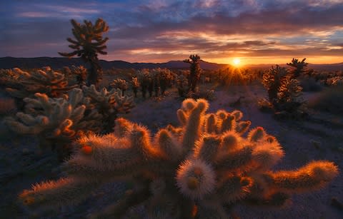 Mojave Desert - Credit: Getty