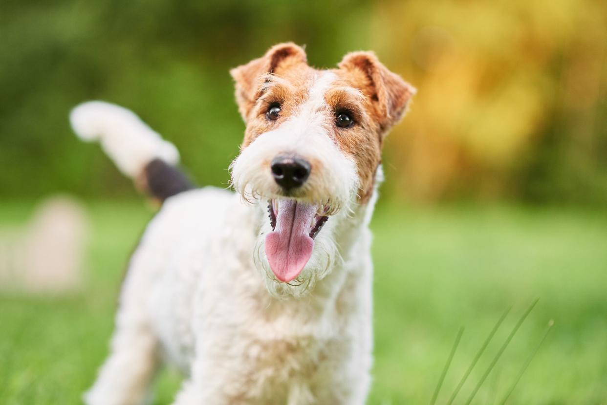 Closeup of face of a Wire Fox Terrier standing in the grass, looking towards the left, with a blurred background of grass and forest