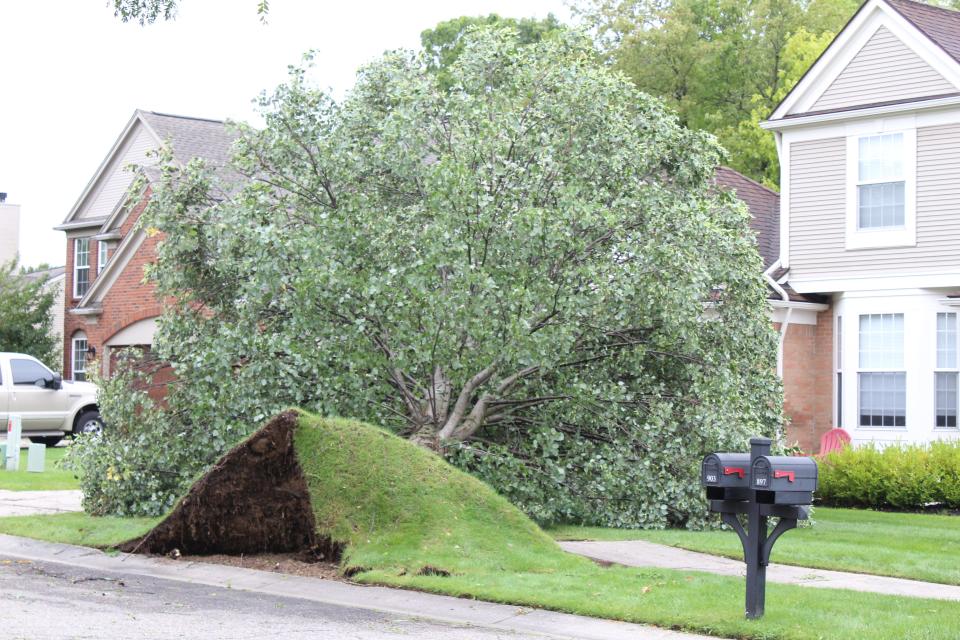 An uprooted tree in South Lyon, on the border of Livingston County, following a severe thunderstorm Thursday, Aug. 24.