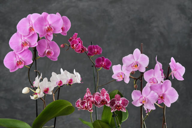 Les fleurs d'intérieur! Pourquoi choisir les orchidées?