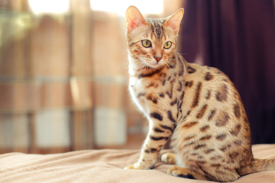 Bengal cat