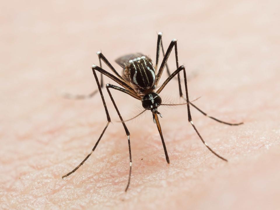 Mehrere Faktoren sorgen dafür, dass manche Menschen für Stechmücken anziehender sind als andere. (Bild: Joao Paulo Burini/Getty Images)