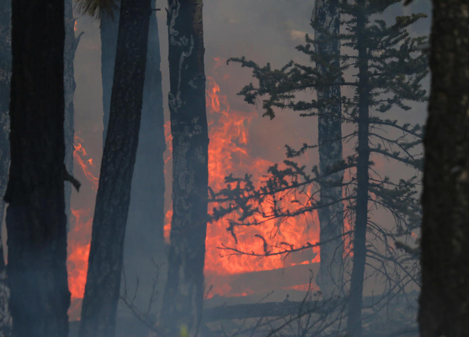 <p>A wildfire burns through trees and ground cover on June 25, 2017 outside Panguitch, Utah. (George Frey/Getty Images) </p>