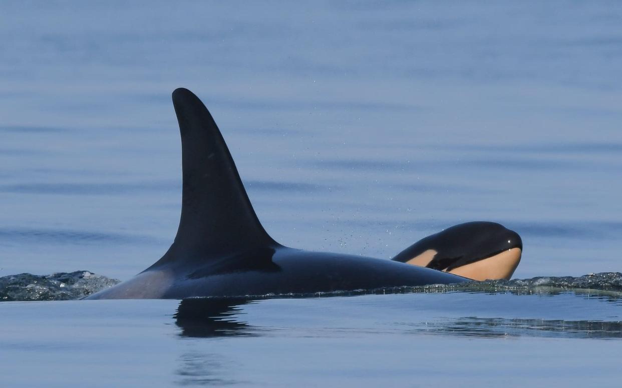 The new calf, christened J57, is seen sticking its nose above the surface of the ocean - -/Centre for Whale Research in Washington