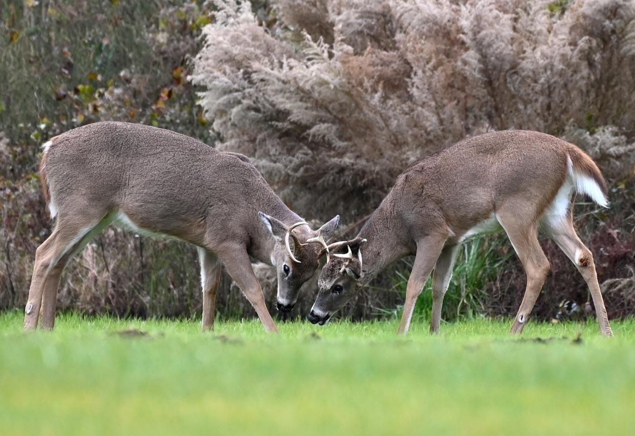 File: Two white-tailed deer bucks seen at Cape Henlopen State Park in Delaware (AFP via Getty Images)