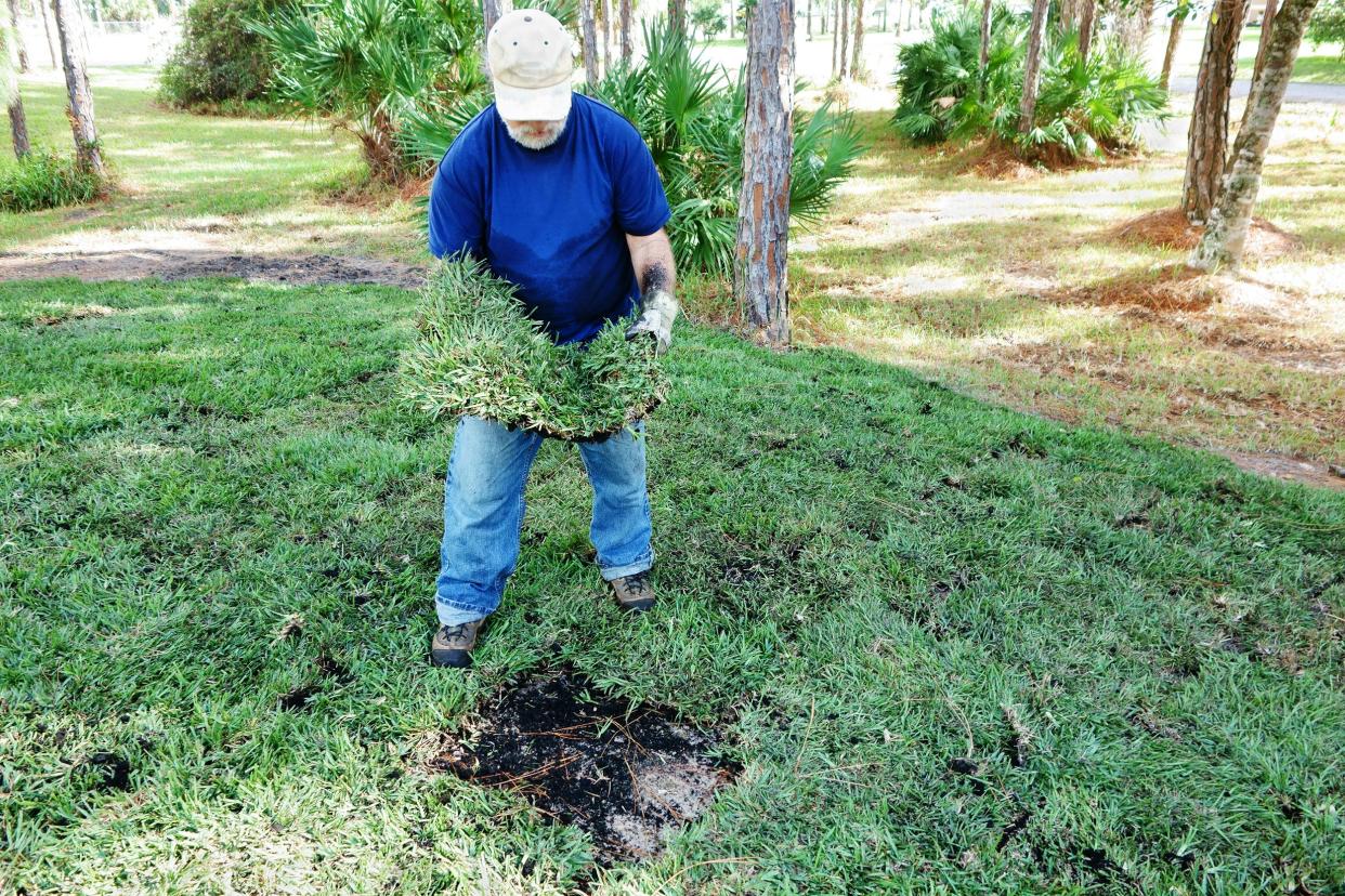 man placing new sod grass to landscape bare area