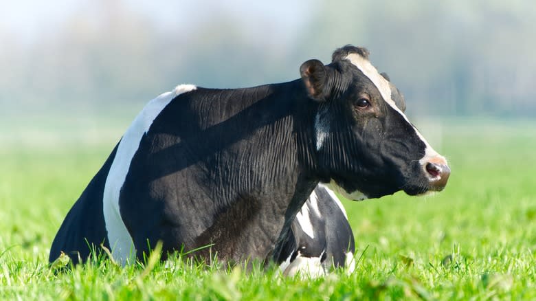 black and white cow recumbent