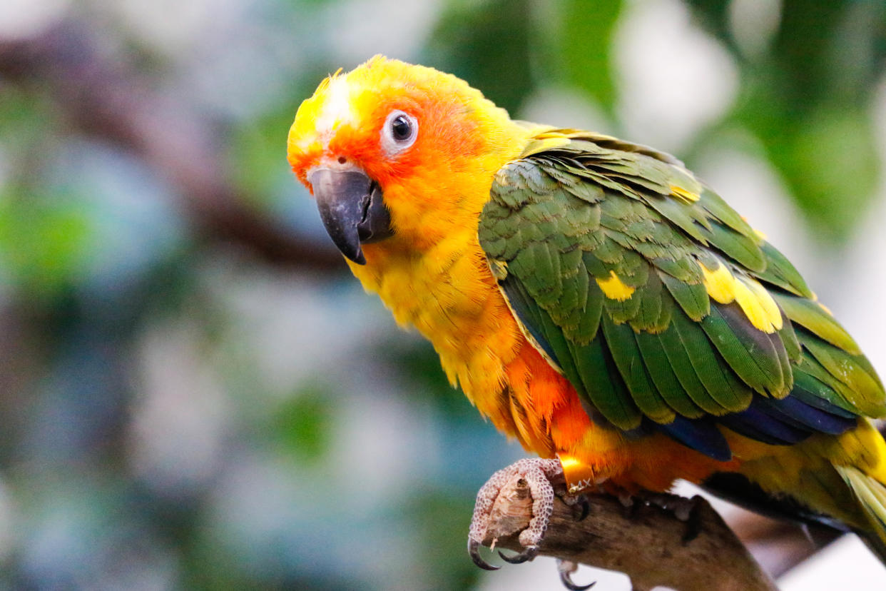 A sun conure parrot. (PHOTO: Getty Images)