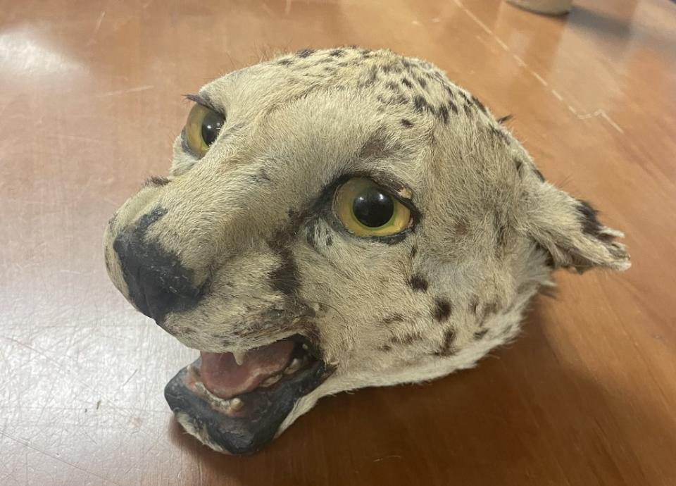 Usher Weiss, 26, pleaded guilty Thursday to selling the cougar head for $900. NYS Department of Environmental Conservation