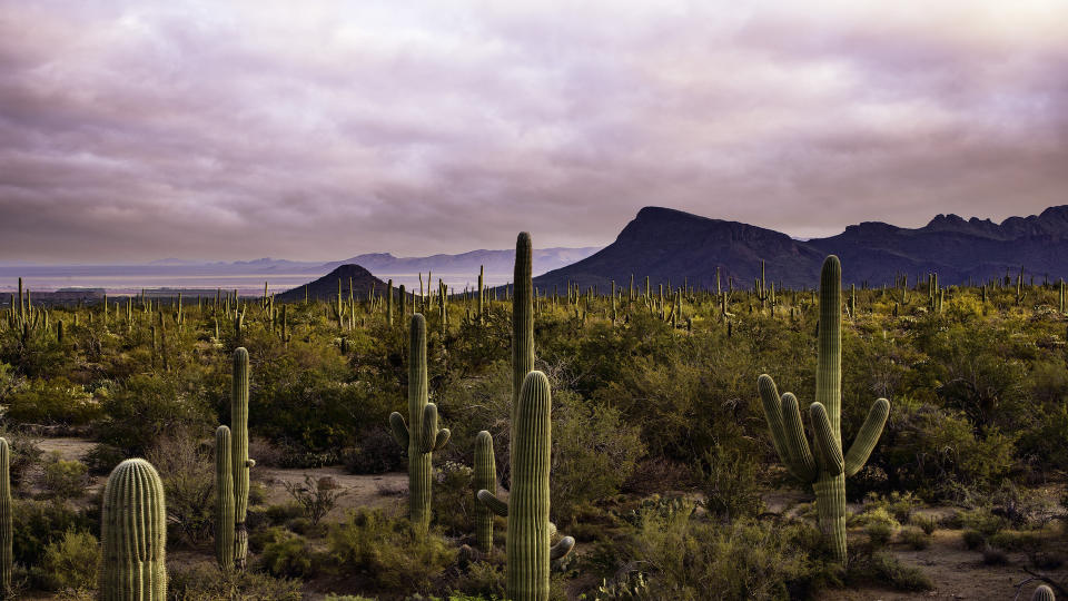 Colorful sky with mountains in the background and I desert full of saguaro cactus in the foreground