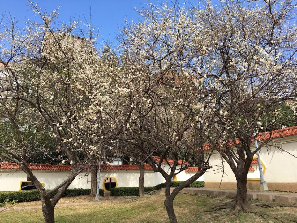 志成公園梅花綻放美景(圖片來源：臺北市政府工務局公園路燈工程管理處)