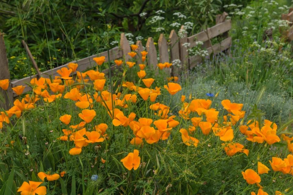 Orange flowers in a grassy, meadow-like yard with fence in background