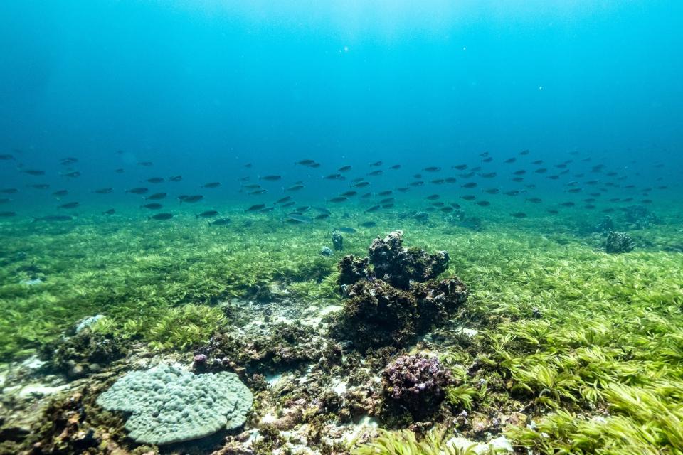 <p>Seagrass and corals on the Saya de Malha Bank</p> (Tommy Trenchard/Greenpeace)