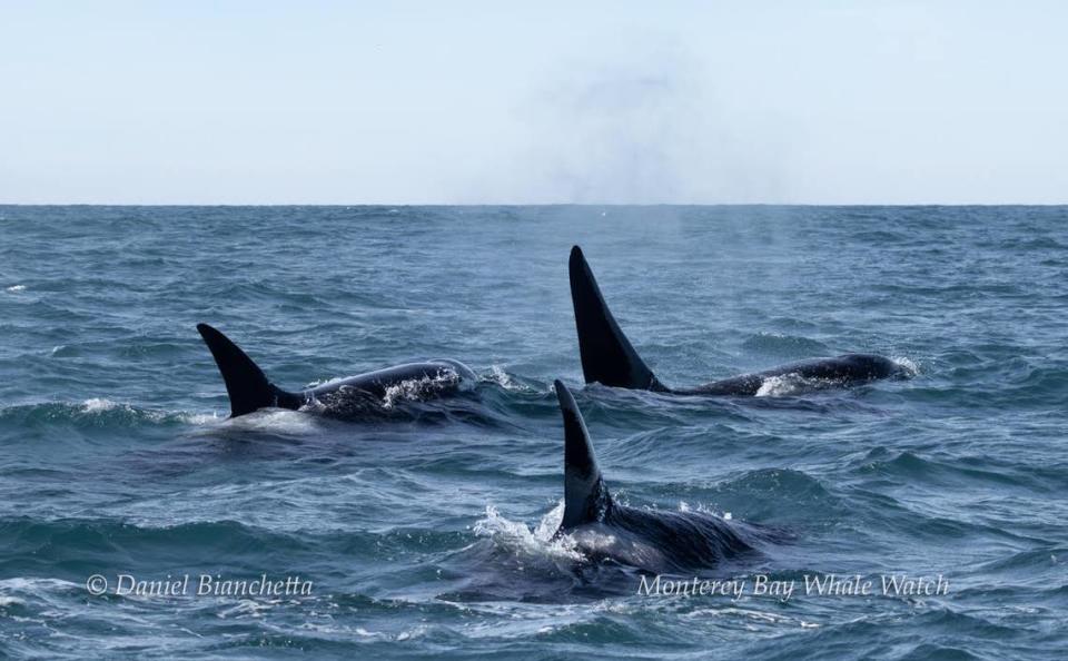 After feeding, the orcas did some “socializing,” the tour agency said.