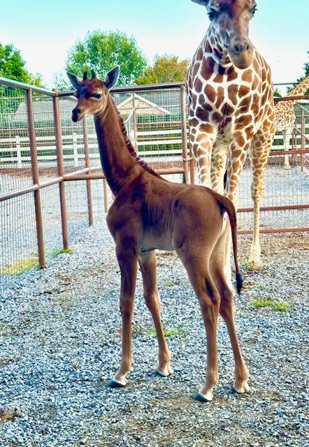 the brown giraffe and her mother in Tennessee