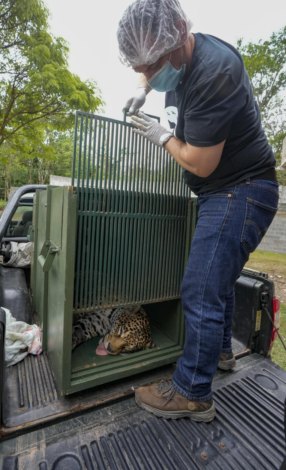A sedated jaguar is placed in a cage after undergoing an artificial insemination procedure at the Mata Ciliar Association conservation center, in Jundiai, Brazil, Thursday, Oct. 28, 2021. According to the environmental organization, the fertility program intends to develop a reproduction system to be tested on captive jaguars and later bring it to wild felines whose habitats are increasingly under threat from fires and deforestation. (AP Photo/Andre Penner)