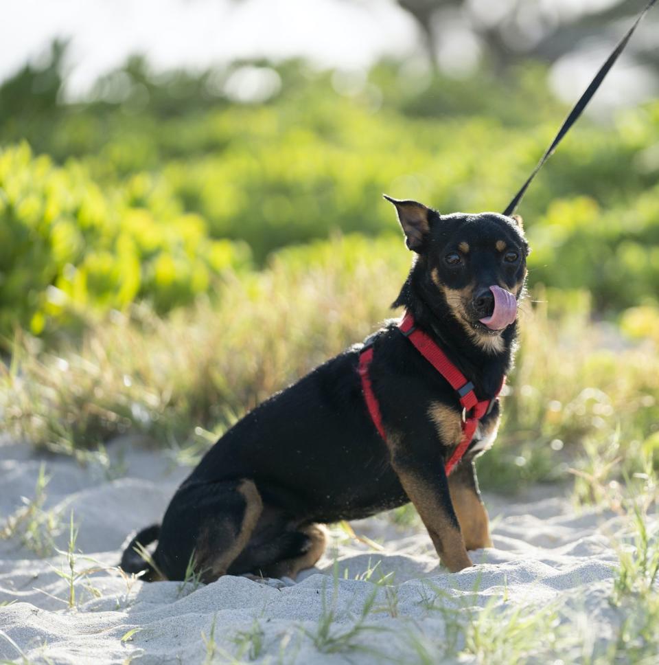 Lancashire Heeler