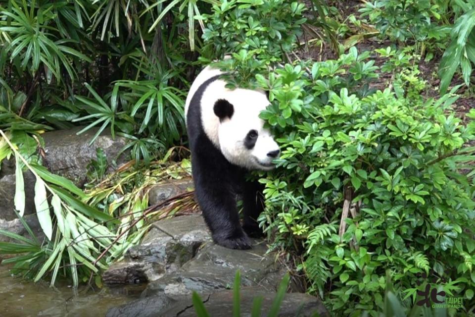 圓寶已經2歲5個月大，開始進行獨立訓練。   圖：台北市立動物園／提供