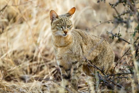 An African wildcat - Credit: getty