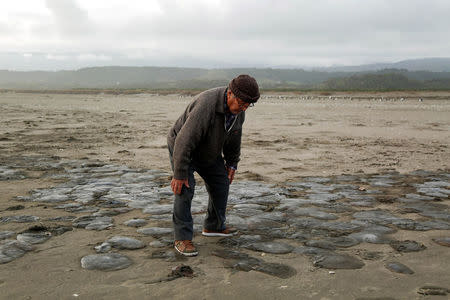 A man inspects beached jellyfishes at a Cucao town beach at Chiloe island in Chile, May 14, 2016. REUTERS/Pablo Sanhueza