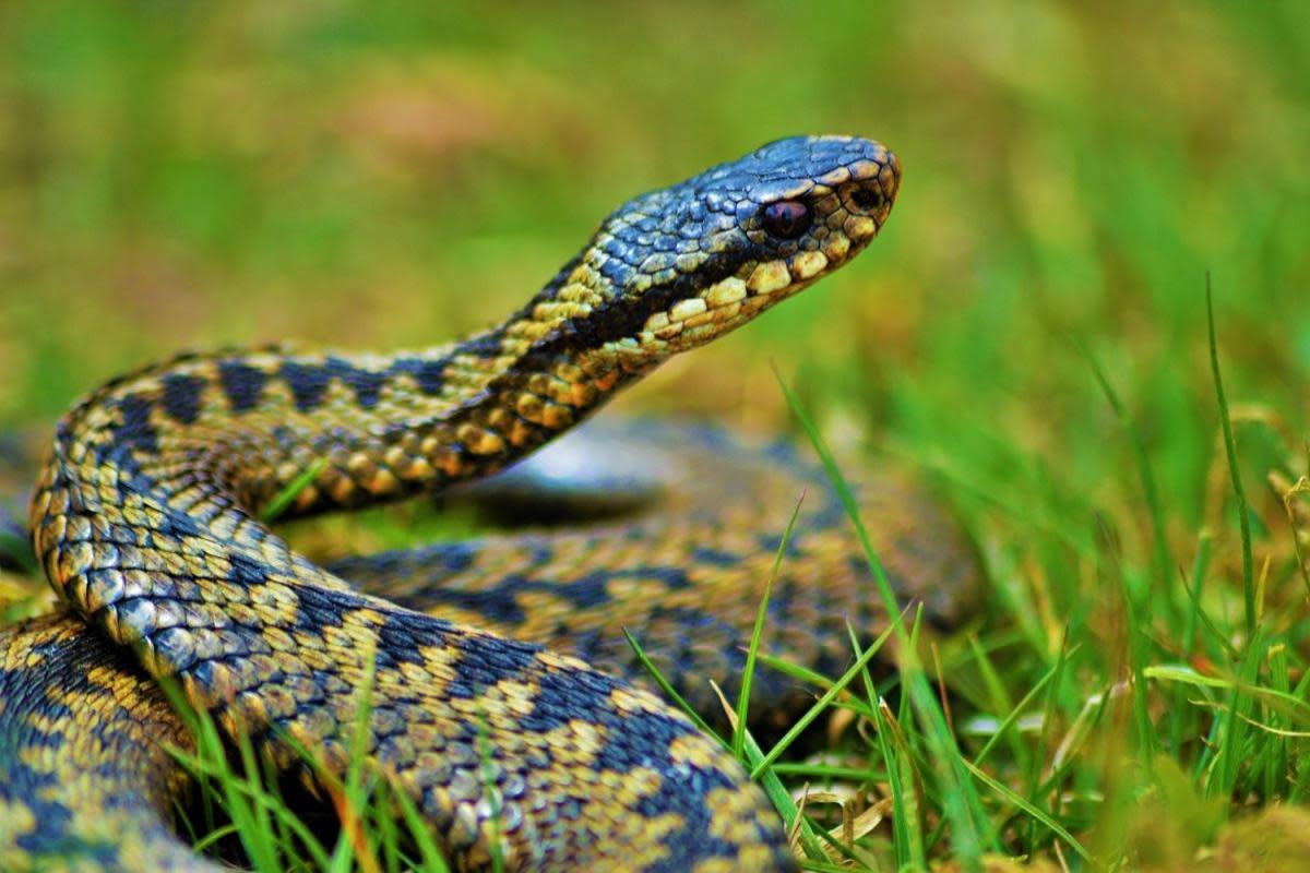 Warning after 'dog bitten by snake' in city park