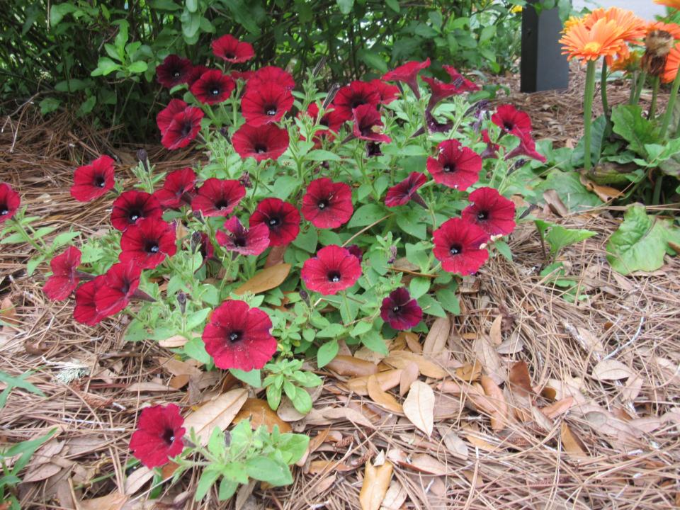 Annual petunia flowers will give you color in sunny areas for about three months.