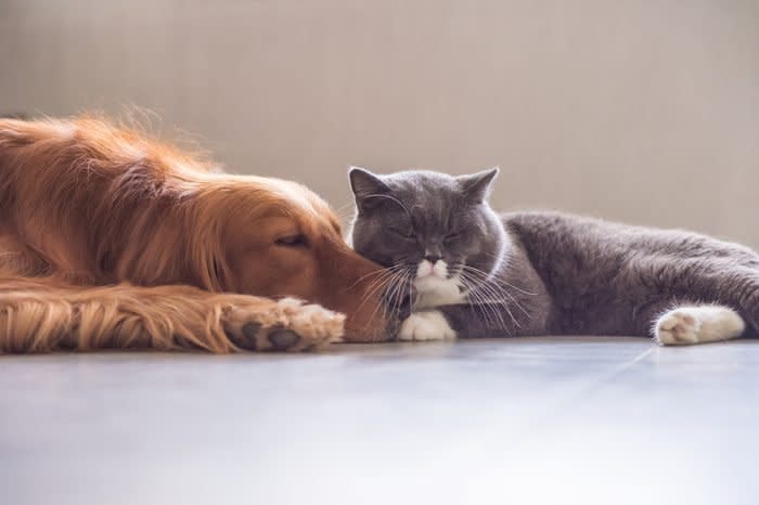 British Shorthair Cat and Golden Retriever