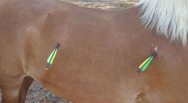 On Wednesday afternoon, 20-year-old Pearly was found by her owner with two arrows embedded in her flank. Photo: Facebook