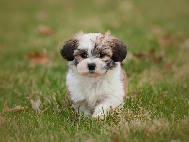 20 of the Cutest Small Dog Breeds You\'ve Ever Seen