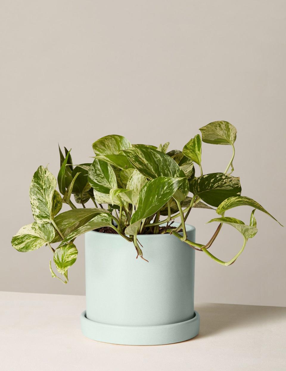 1) Pothos