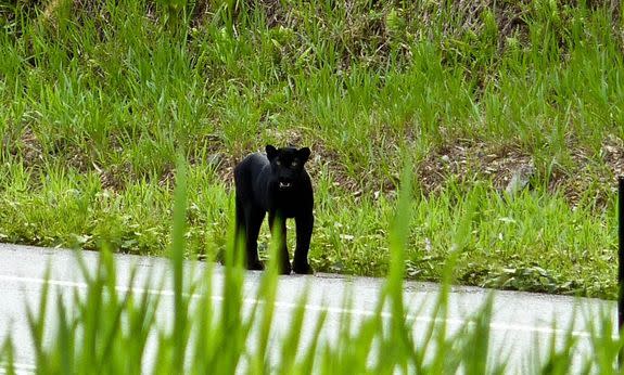 A black leopard on the Malaysian peninsula.