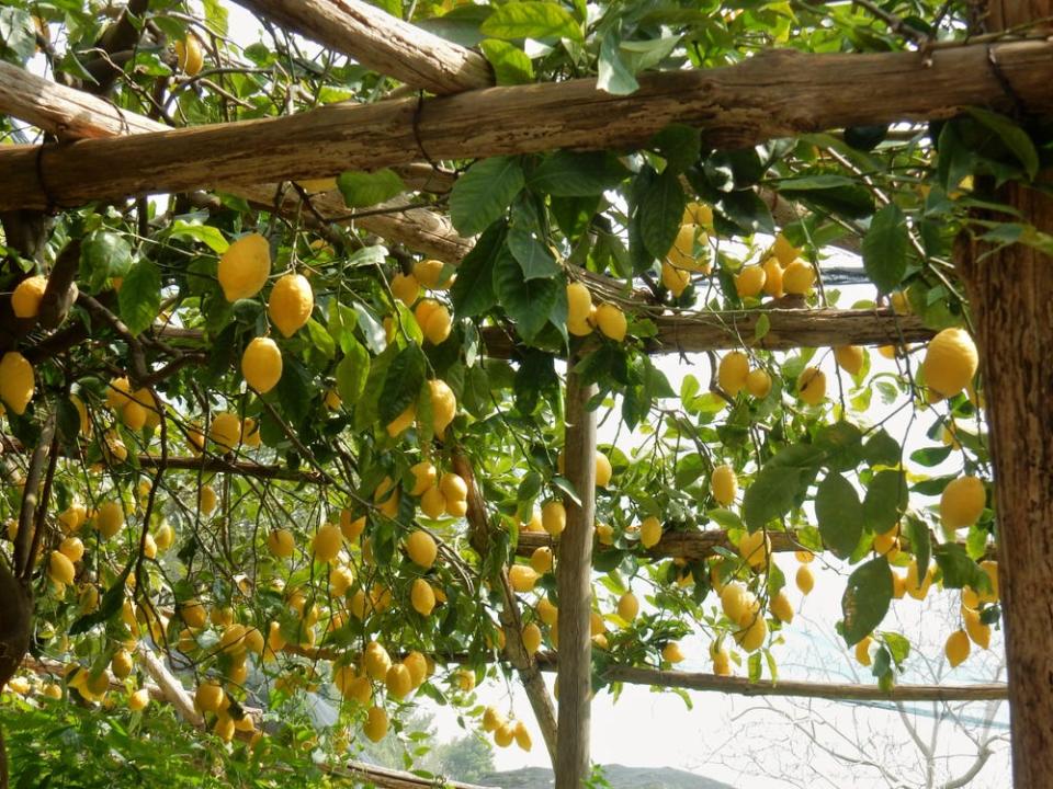 Lemons hanging from a wooden pergola.