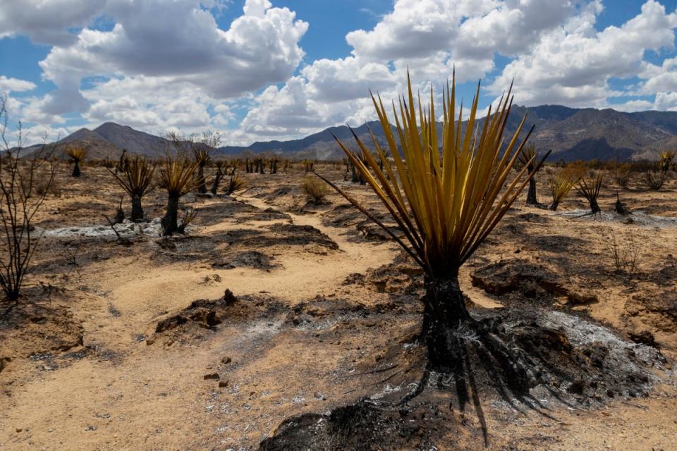 Burned landscape from the York Fire in the Mojave National Preserve is shown on Tuesday, Aug. 1, 2023, in Nipton, California (2023 ASSOCIATED PRESS ALL RIGHTS RESERVED)
