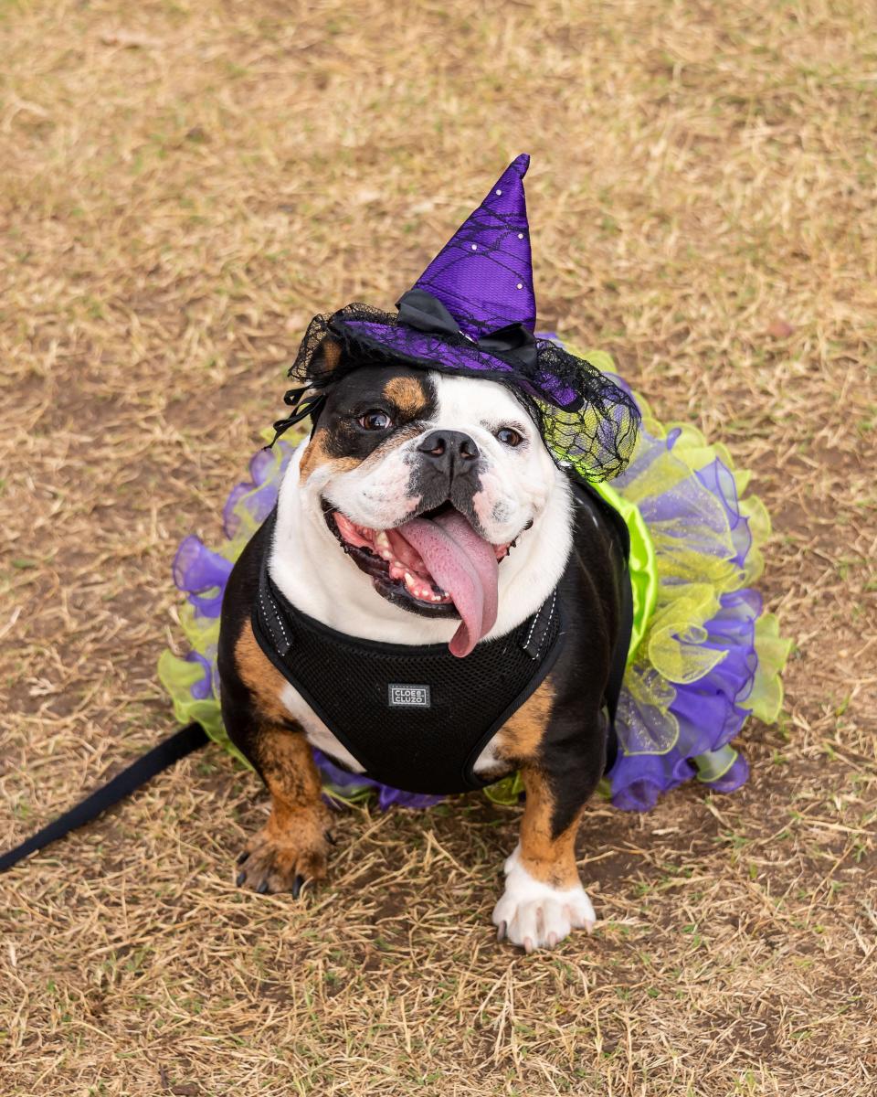 Dogs and their people are encouraged to get in the Halloween costume spirit during JB’s Indoor Dog Park Barktoberfest and Halloween party in Norwell on Oct. 29.