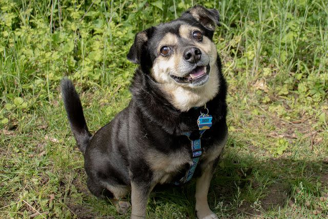 <p>courtesy</p> Ducky a runner-up of the 2023 World's Cutest Rescue Dog Contest