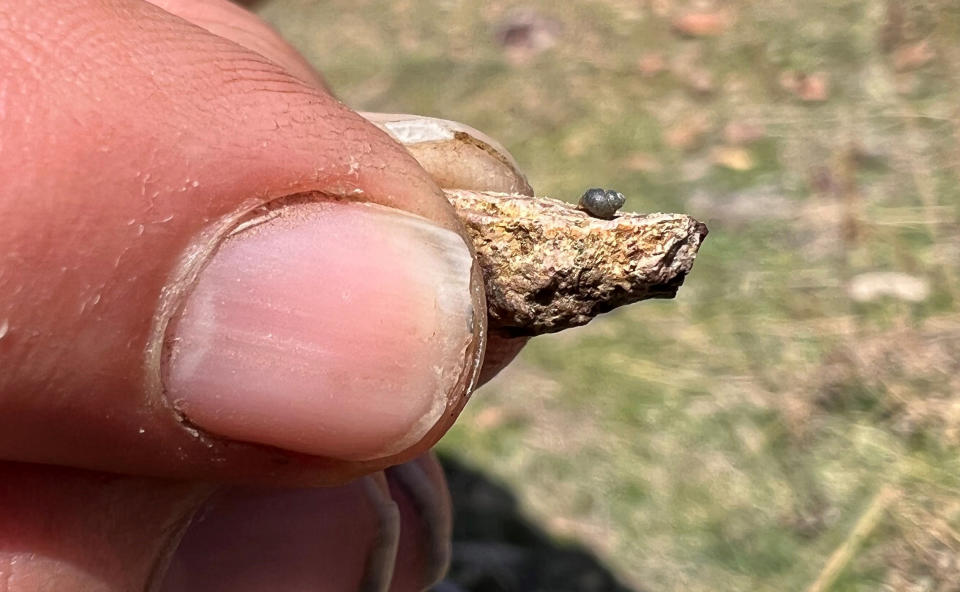 FILE - This photo provided by Lynne Buckner shows a Kings River pryg, a springsnail found in 13 isolated springs around Thacker Pass, 200 miles northeast of Reno, Nev., on April 7, 2022. Federal wildlife officials have agreed to conduct a full, year-long review to determine whether a tiny snail found only in high-desert springs near a huge lithium mine being built along the Nevada-Oregon line should be listed as a threatened or endangered species. The U.S. Fish and Wildlife Service said in a finding published in the Federal Register on Thursday, Feb. 8, 2024 enough scientific exits to warrant the review sought by environmentalists who say that groundwater pumping required for the operation of the Thacker Pass mine could push the Kings River pryg to the brink of extinction. (Lynne Buckner via AP)