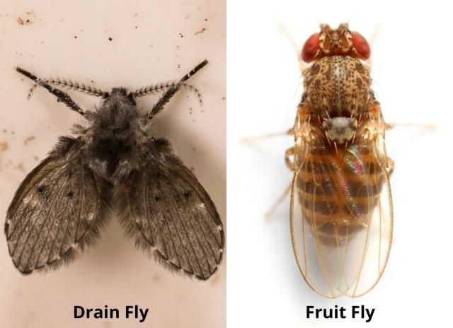 The Best Fruit Fly Trap Options for DIY Pest Control - Bob Vila