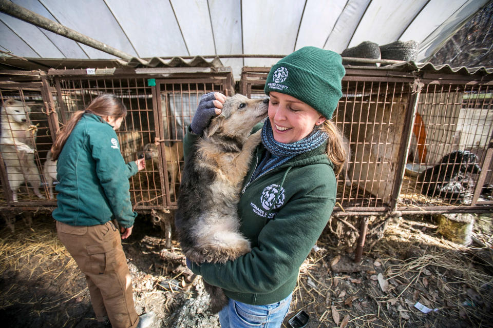 <em>Friendly – rescuers said the dogs were friendly, despite the lives they have led</em>