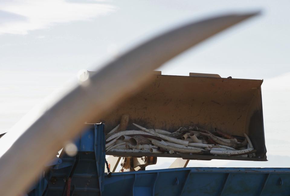 Ivory tusks are dumped into a rock crushing machine as 6 tons of ivory was crushed in Denver, Colorado