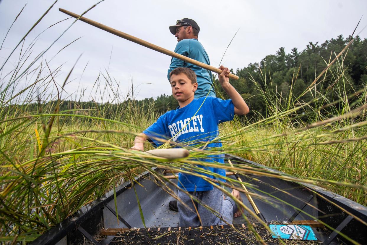 Gunnar Nelson, of Brimley, works on using handmade cedar manoomin "wild rice" knockers to pull in plants and tap them, causing the ripened wild rice grains to fall into a canoe as Bay Mills Community College livestock educator Dave Corey uses a push pole to guide them through the plants growing on a section of the Au Sable River in Oscoda on Saturday, Sept. 16, 2023. Tobacco is brought along to give as an offering to the creator while harvesting the wild rice. "It's one thing to tell a story but it's another to go and try it yourself. The more serious ricers go out from daylight to dark we're just going out and getting some so that we can be in that space and practice it and pay our respects to our ancestors," said Corey while guiding his girlfriend's son as he harvests.