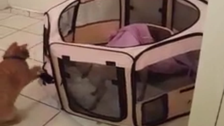 WATCH: Kitten comes to puppy's rescue in great escape