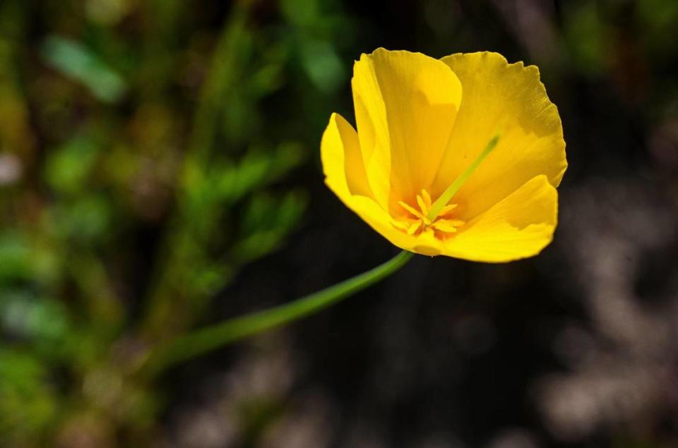 A California poppy pops from a shadow along the San Joaquin River Trail on Wednesday, April 12, 2023.