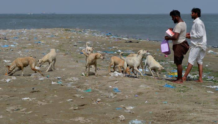 Karachi is believed to have up to 35,000 stray dogs across the city and its islands. Source: AFP