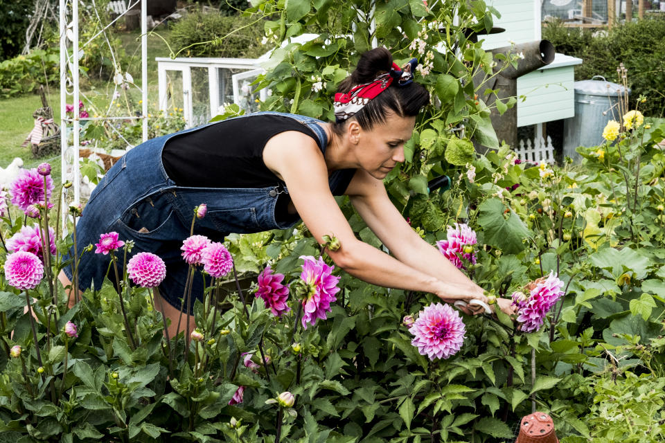 Dahlien sind eine bunte Zierde für jeden Garten, sollten aber erst nach dem letzten Frost gepflanzt werden. (Bild: Getty)